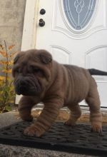 Passionate Chinese Shar-Pei Puppies For Adoption
