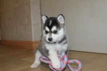 Pomsky Puppies For Adoption