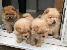 Proper Chow Chow Puppies For Adoption