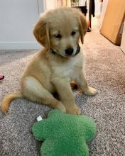 Responsible Golden Retriever Puppies For Adoption