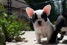 Responsive French Bulldog Puppies For Adoption
