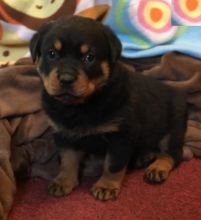 Rottweiler Puppies For Adoption