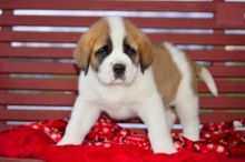 Saint Bernard Puppies For Adoption