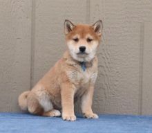 Shiba Inu Puppies For Adoption