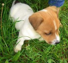 Staggering 🐾💝🐾 Ckc Jack Russel Puppies Available