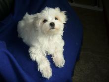 Terrific Maltese Puppies For Adoption