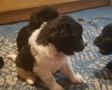 Trustworthy Newfoundland Puppies For Adoption