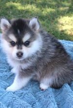 Two adorable Pomsky puppies