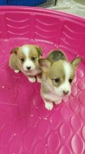 Worthy Pembroke Welsh Corgi Puppies For Adoption