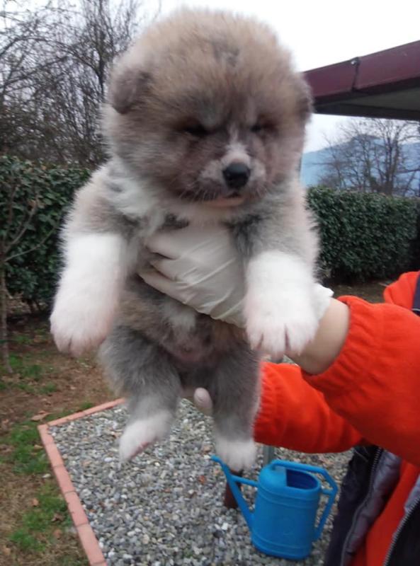Amazing Akita Inu Puppies For Adoption Image eClassifieds4u