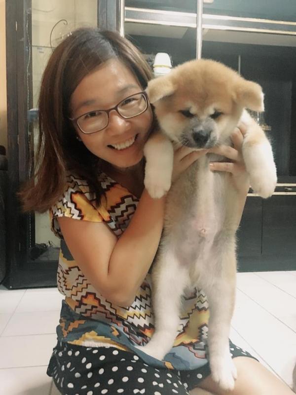 Amazing Akita Inu Puppies For Adoption Image eClassifieds4u