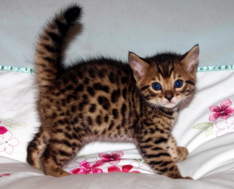 Cute and lovely Bengal kittens Image eClassifieds4u