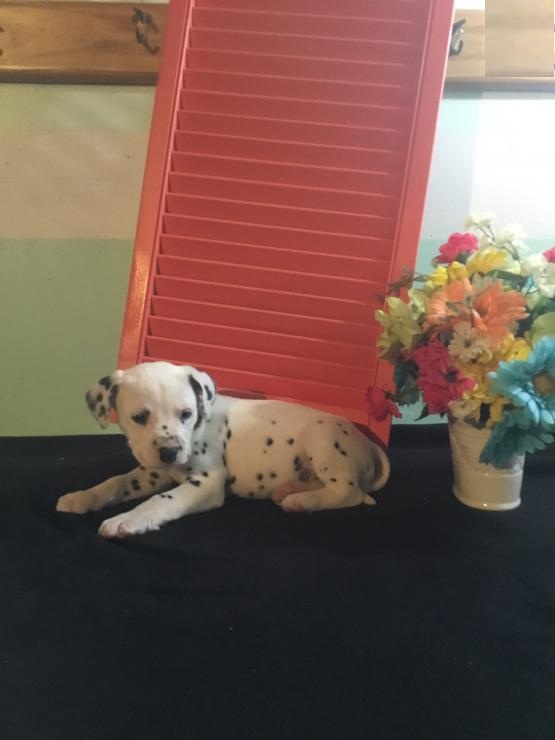 Dalmatian Puppies For Adoption Image eClassifieds4u