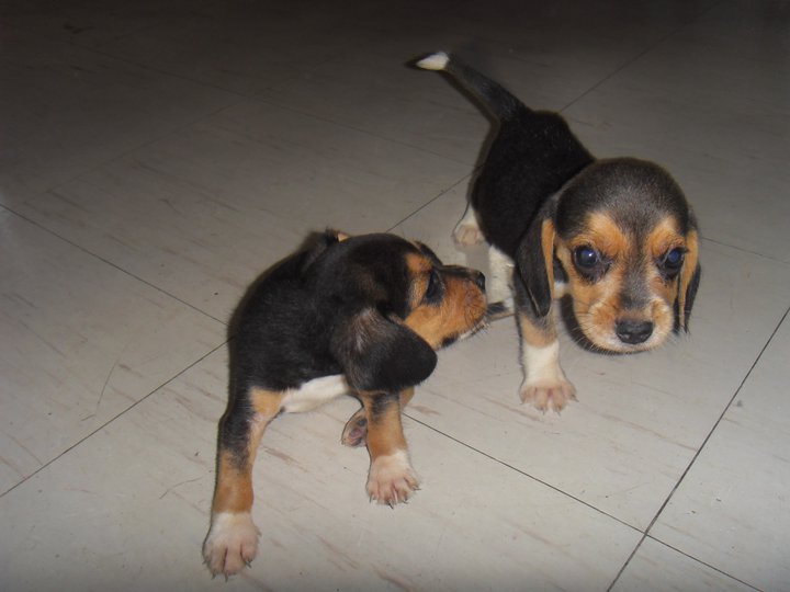Devoted Beagle Puppies For Adoption Image eClassifieds4u