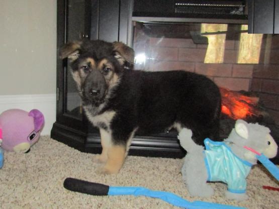 German Shepherd Puppies For Adoption Image eClassifieds4u