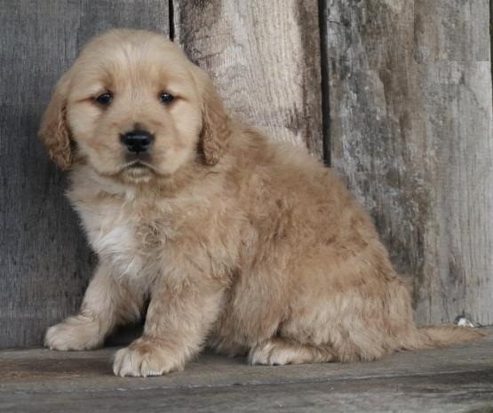 Golden Retriever Puppies For Adoption Image eClassifieds4u