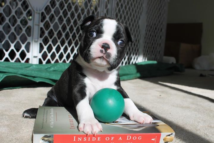 Gorgeous Boston Terrier Puppies For Adoption Image eClassifieds4u