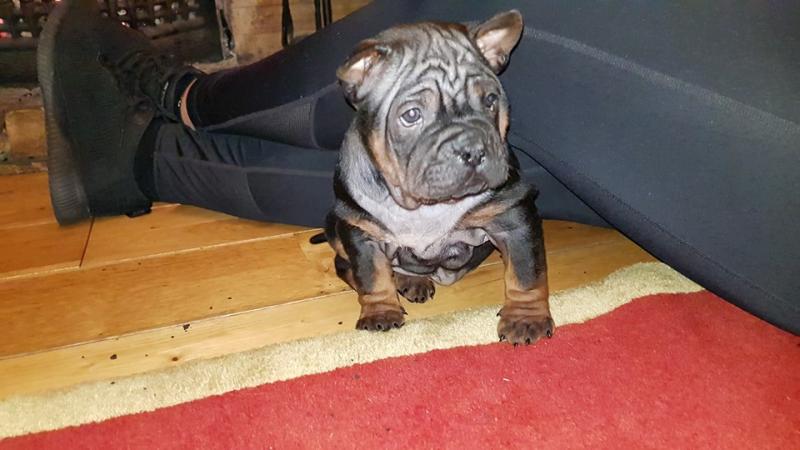 Joyful Chinese Chongqing Puppies For Adoption Image eClassifieds4u