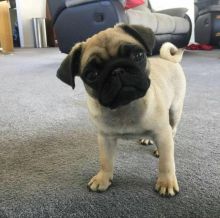 🐾💝🐾 Adorable 🐾💝🐾 Ckc Pug Puppies Available🐾💝 Image eClassifieds4U