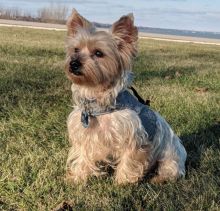 🐾💝🐾 Enchanting 🐾💝🐾 Ckc Teacup Yorkie Puppies Available🐾💝 Image eClassifieds4U