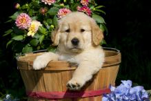 Beautiful Golden retriever Puppies available. Image eClassifieds4U