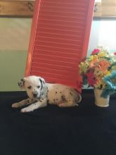 Dalmatian Puppies For Adoption Image eClassifieds4U