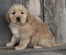 Golden Retriever Puppies For Adoption Image eClassifieds4U
