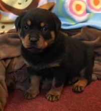 Rottweiler Puppies For Adoption Image eClassifieds4U