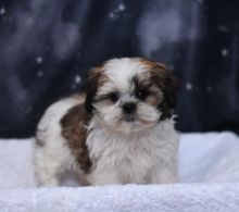 Shih Tzu Puppies For Adoption Image eClassifieds4U