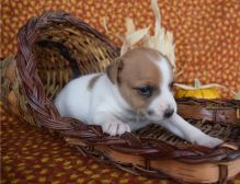 Super adorable jack russell terrier Puppies. Image eClassifieds4U