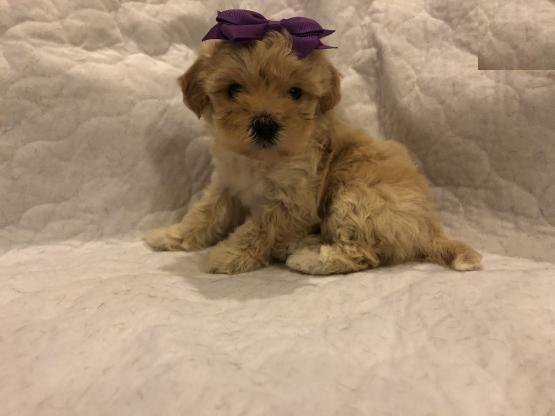 Maltipoo Puppies For Adoption Image eClassifieds4u