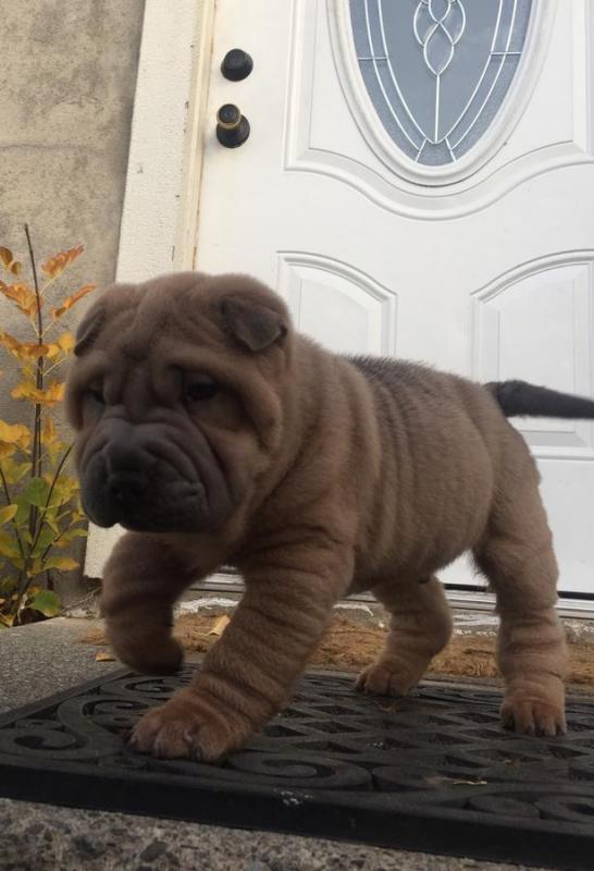 Passionate Chinese Shar-Pei Puppies For Adoption Image eClassifieds4u