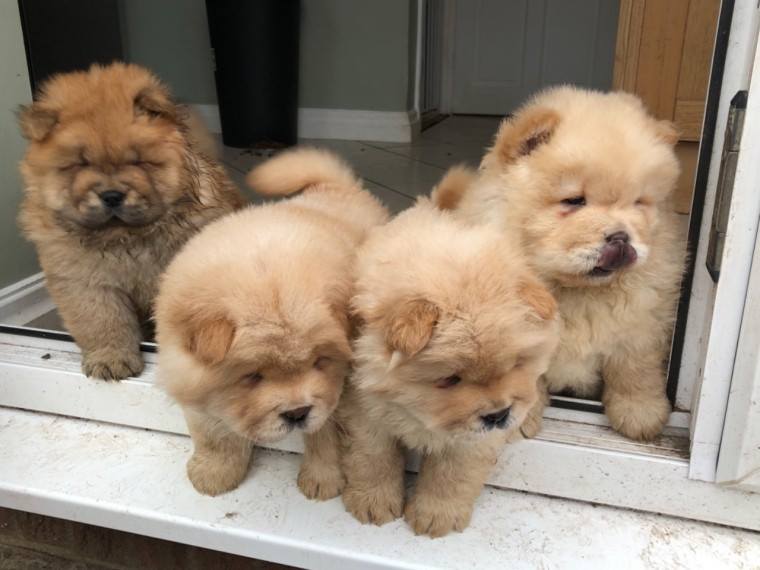 Proper Chow Chow Puppies For Adoption Image eClassifieds4u