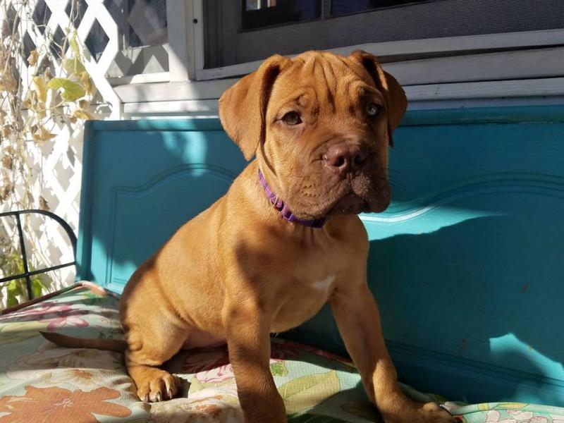 Quiet Dougue De Bordeaux Puppies For Adoption Image eClassifieds4u