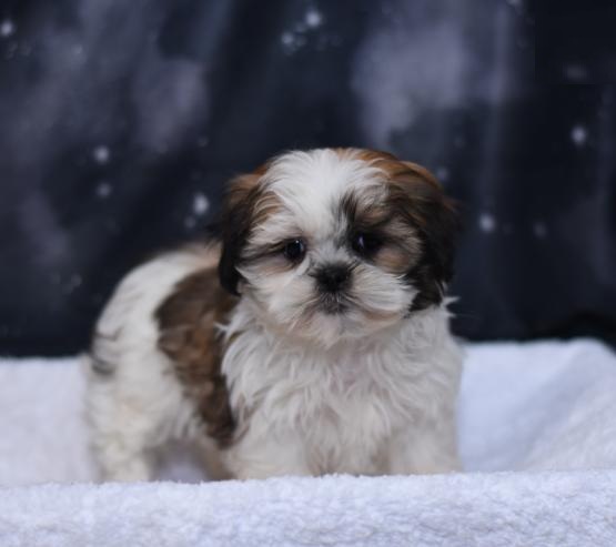 Shih Tzu Puppies For Adoption Image eClassifieds4u