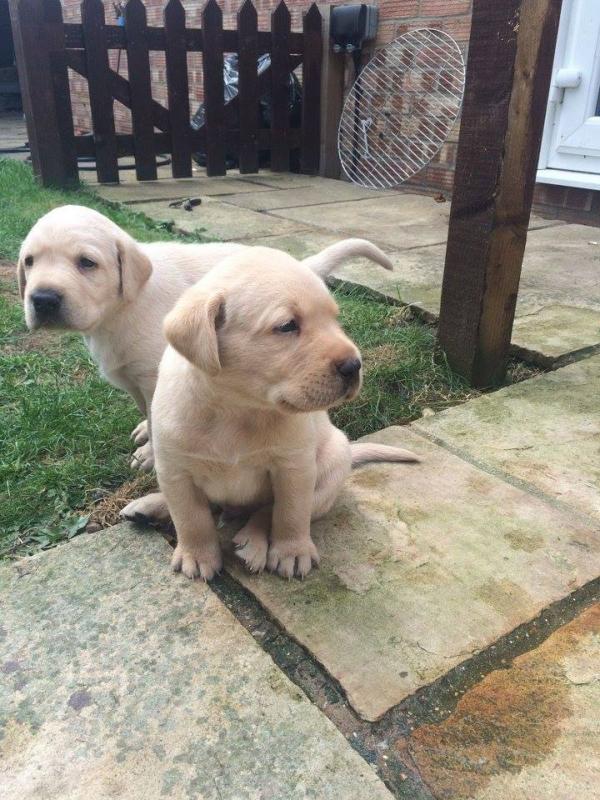 Tenacious Labrador Puppies For Adoption Image eClassifieds4u