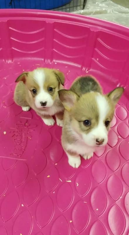 Worthy Pembroke Welsh Corgi Puppies For Adoption Image eClassifieds4u