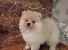 ☂️ Charming Ckc Pomeranian ☂️ Puppies ☂️ ☂️ ☂️ Email at us ☂️ ☂️ [ fabia