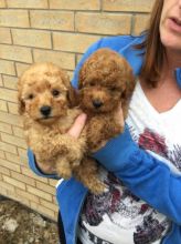 Adorable male and female Poodle Puppies
