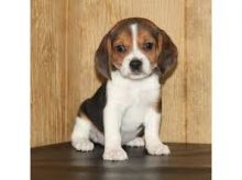 Beautiful Beagle Pups Available For adoption @Email>>carlosfrost150@gmail.com