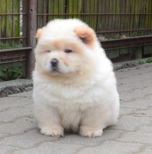 Beautiful Chow Chow Puppy