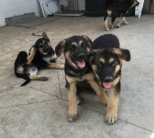 Beautiful German Sherpherd Puppies