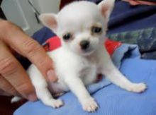 Breathtaking Chihuahua Puppies Txt # (716) 402-8078