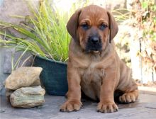 Bullmastiff Puppies for Sale