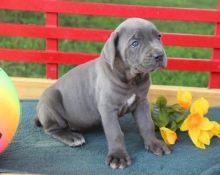 Champion, Cane Corso Puppies