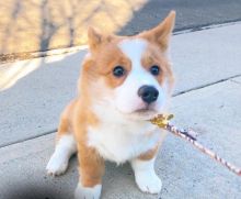 Ckc Pembroke Welsh Corgi Puppies ☂️Email at us ☂️ ☂️ [ fabianrecaldo@gmail.com ]