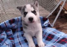 Gorgeous Siberian Husky Puppies For Sale