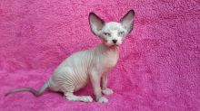 Lovely Sphynx kittens ready for forever homes!!email petsgroomer3@gmail.com or text 657 217 4020.
