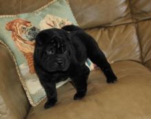 male and female Shar Pei puppies