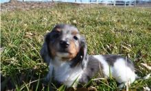 Miniature Smooth Hair Dachshund Puppy